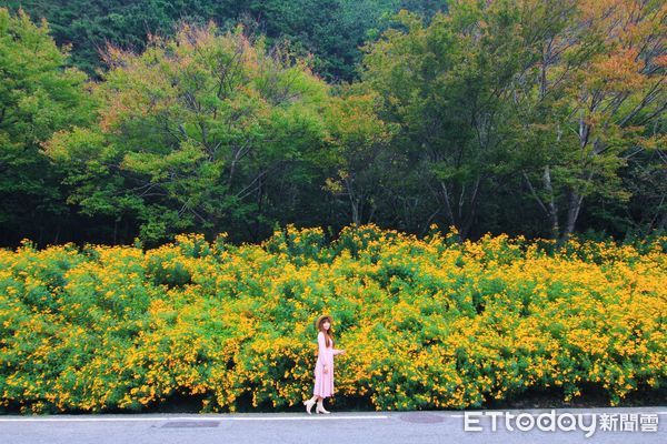 最佳打卡景點！武陵農場「芳香萬壽菊」金色花海，給你一場完美的視覺饗宴