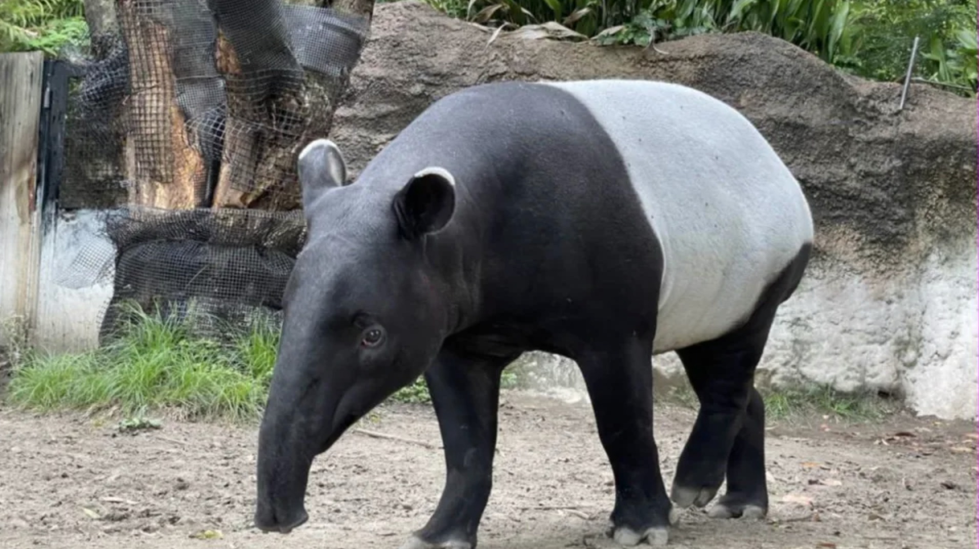 馬來貘「英雄(Hideo)」抵台就死亡。(圖/動物園提供)