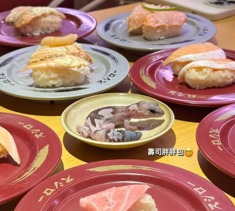 女大生將「守宮放在醬料盤」,台灣壽司郎擬採取法律行動追究責任。 圖:翻攝自Dcard