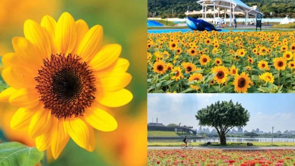 秋季河濱「向日葵」花海盛開！最佳賞花地點、時間一次公開