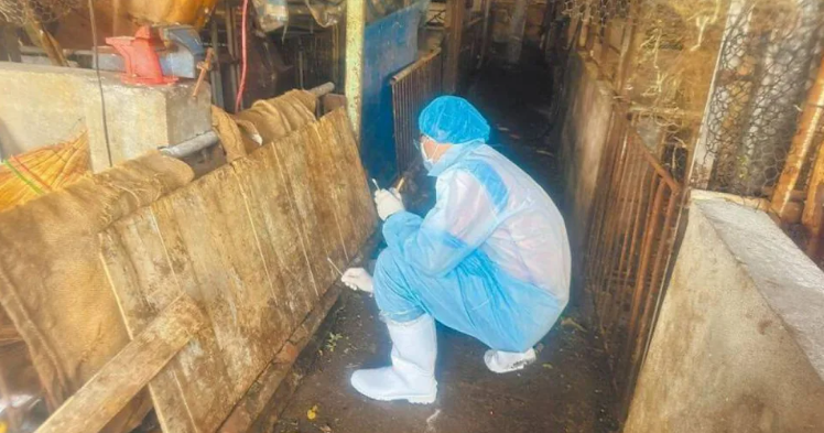 非洲豬瘟案衝擊!台中紀姓特約獸醫心寒宣布:明年起不再簽約,「情義已盡」