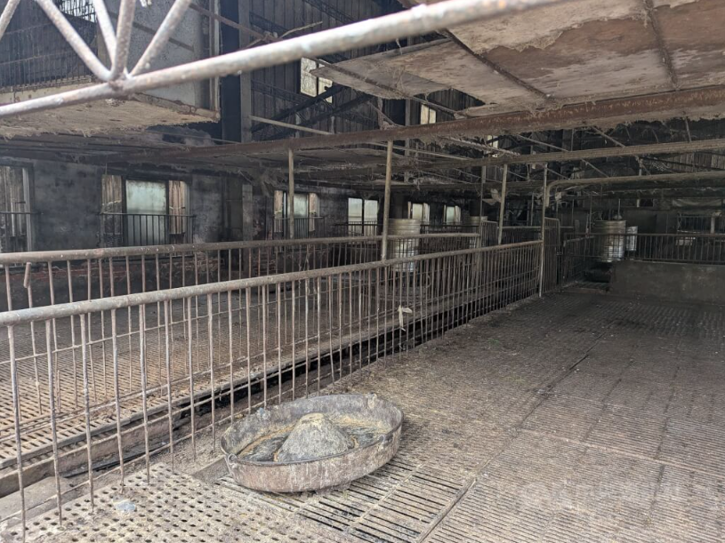 非洲豬瘟案場6日確定清消完成　3個月無新例可望恢復非疫區