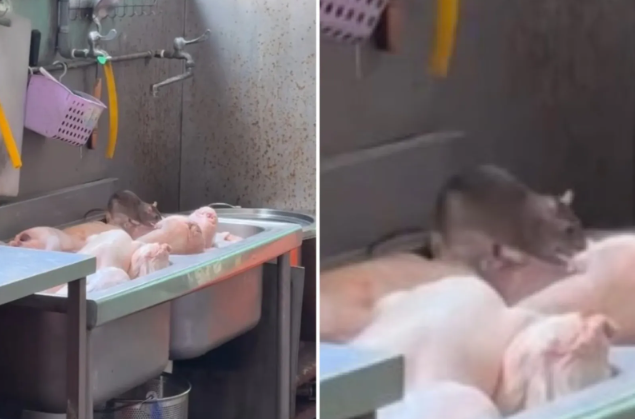 高雄左營鴨肉店爆「肥鼠吃鴨」影片！西螺鴨膳師遭點名　業者認了衛生局將重罰